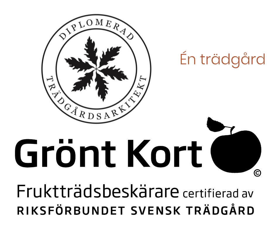 Fruktträdsbeskärning Beskärning